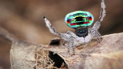 Sexy dance-offs | Wild Sex Ep6