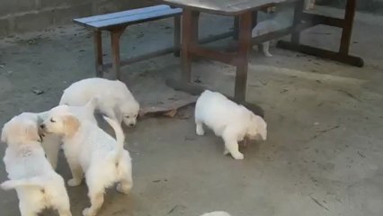 les chiots golden retriever à 7 semaines - 1