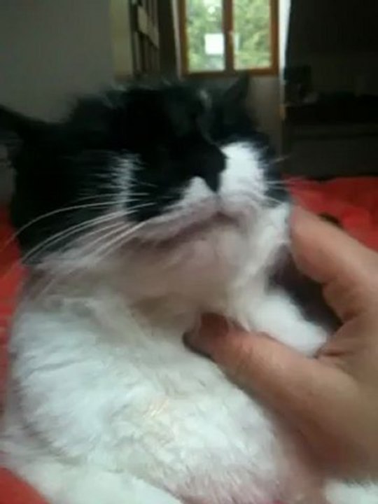 Chacha