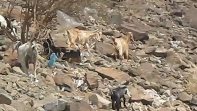 GOATS CLIMBING JABAL-E-NOOR NEAR GHAR-E-HIRA