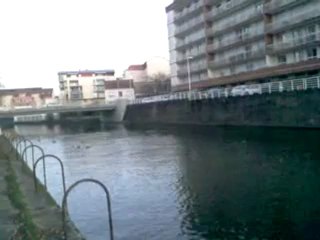 vichy des mouettes a l'embouchure du sichon ce 12 decembre 2012