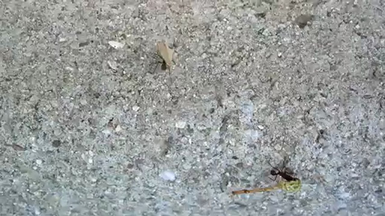 harvester-ants