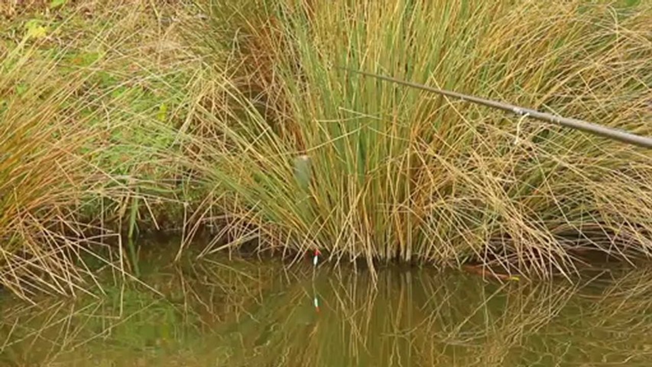Steve Ringer's Skills School - Dobbing bread for winter carp