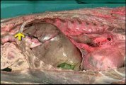 anatomia veterinaria - cavidad abdominal 2