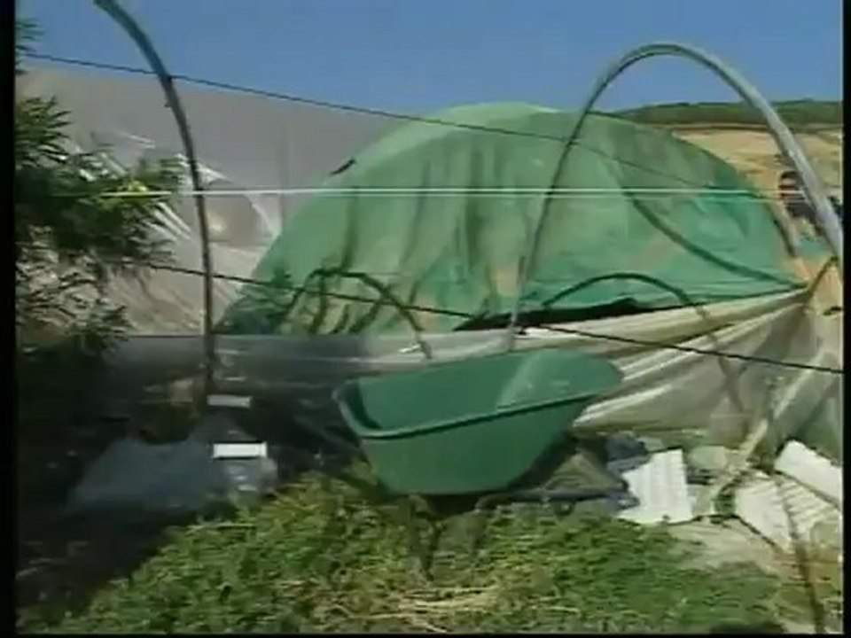 Ruoppolo Teleacras - Piantagioni a Licata