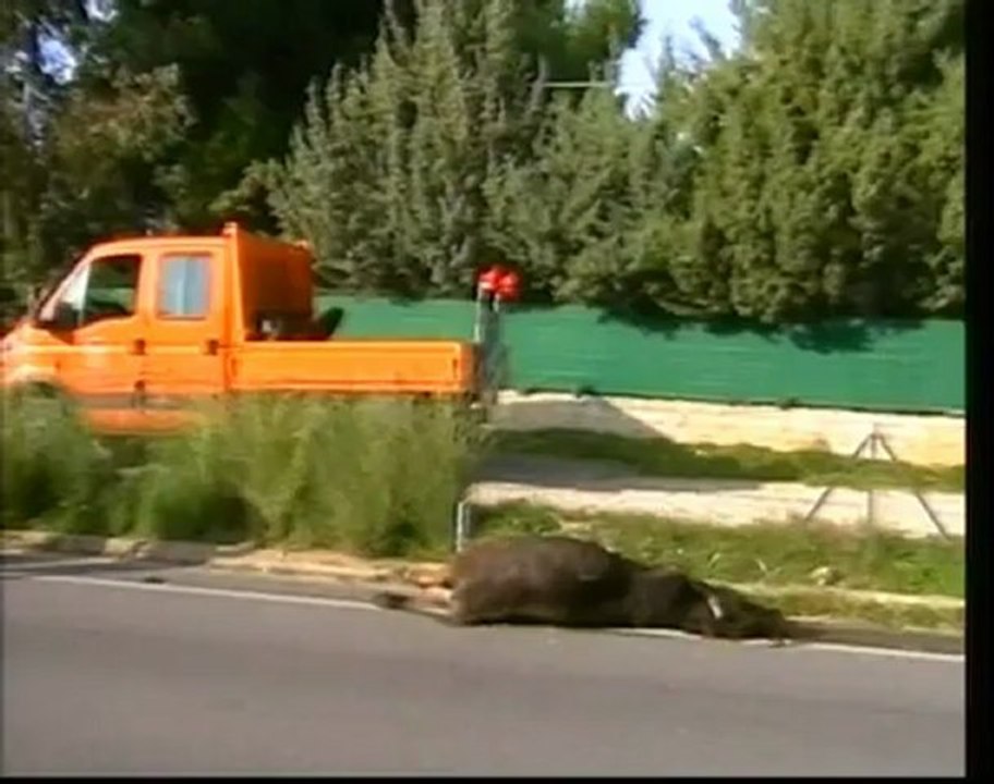 Ruoppolo Teleacras - Una mucca morta