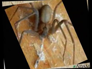 Spider spin - Brown Recluse