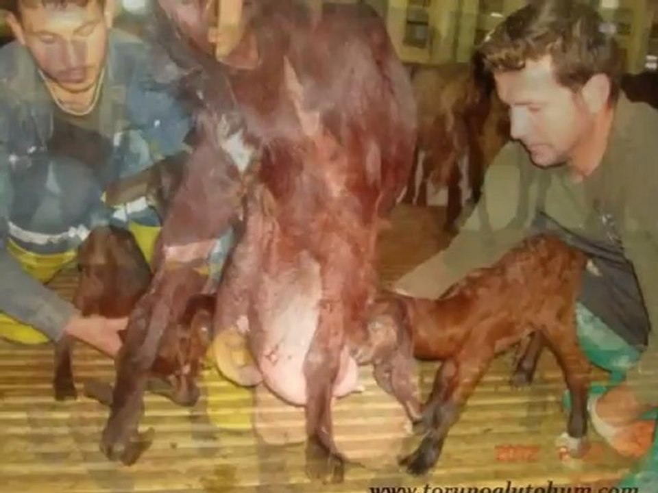 satılık halep kecisi,halep kecisi fiyatları,halep keci ciftligi