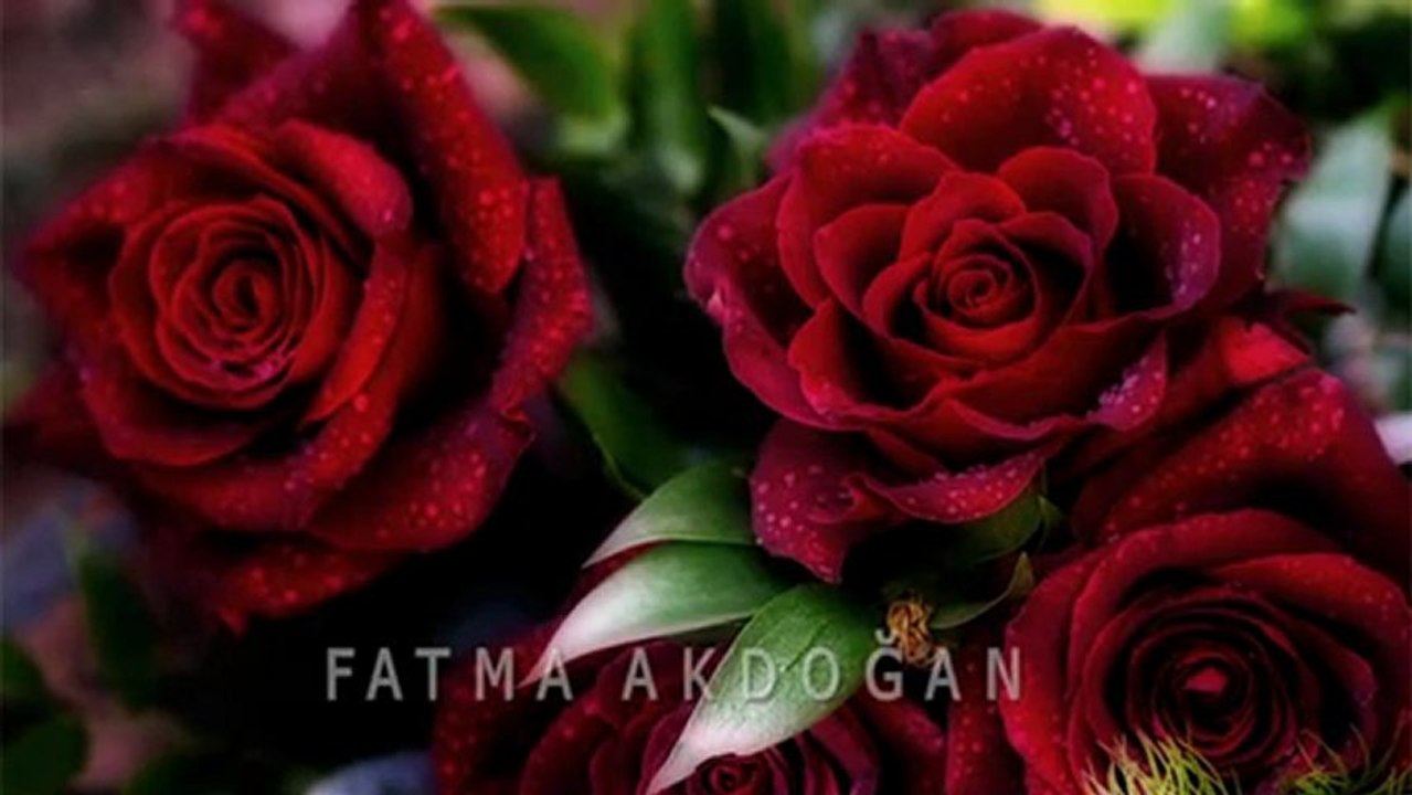 YAVUZ BİNGÖL-KIRMIZI GÜL DEMET DEMET