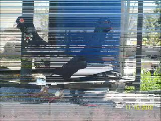 MÜSEVVET FİLO GÜVERCİNLERİ - www.guvercinurfa.com www.guvercinrehberi.com