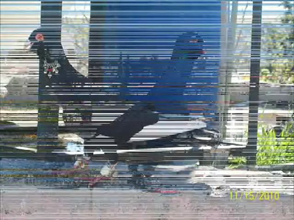 MÜSEVVET FİLO GÜVERCİNLERİ - www.guvercinurfa.com www.guvercinrehberi.com