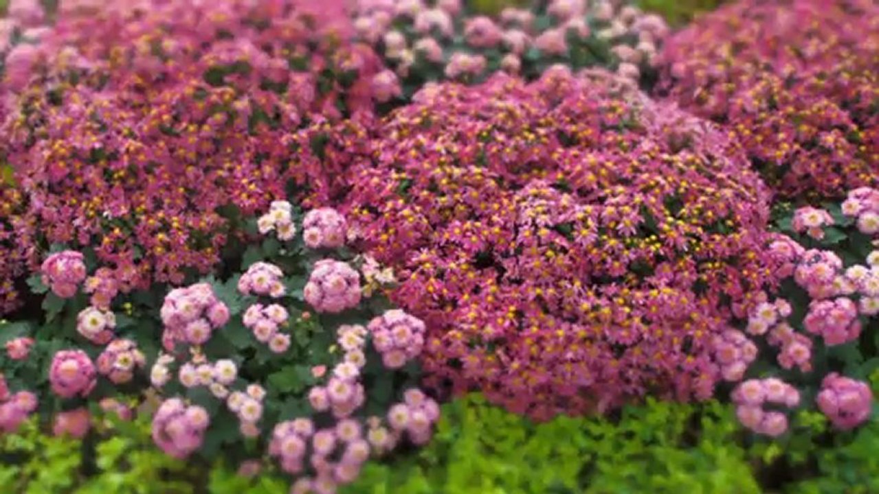 2012 11 27 大立菊 Jean Sibelius  Concerto for violin and orchestra in d minor iii Allegro ma non tanto