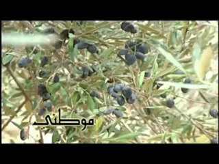 فلسطين هذا الصباح