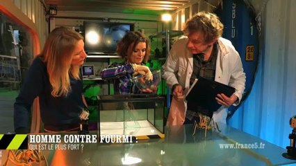 EM24 Fourmis VS Homme : qui sera le plus fort ?