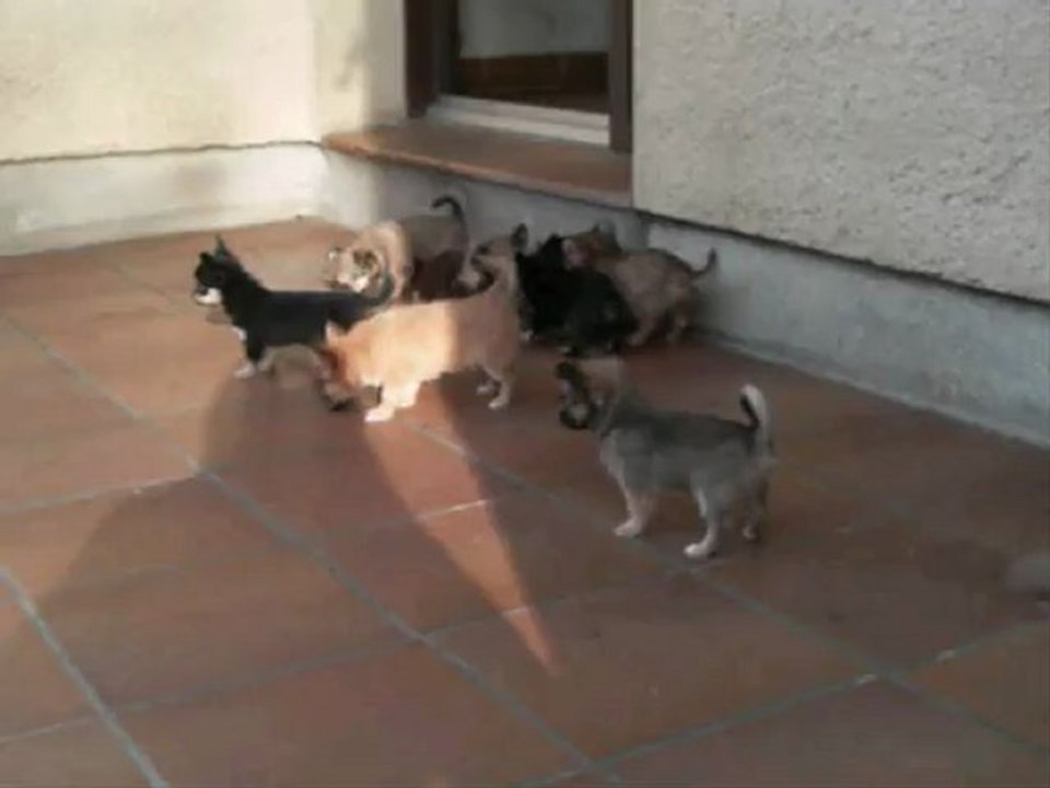 portée-de-chiots-de-7-semaines