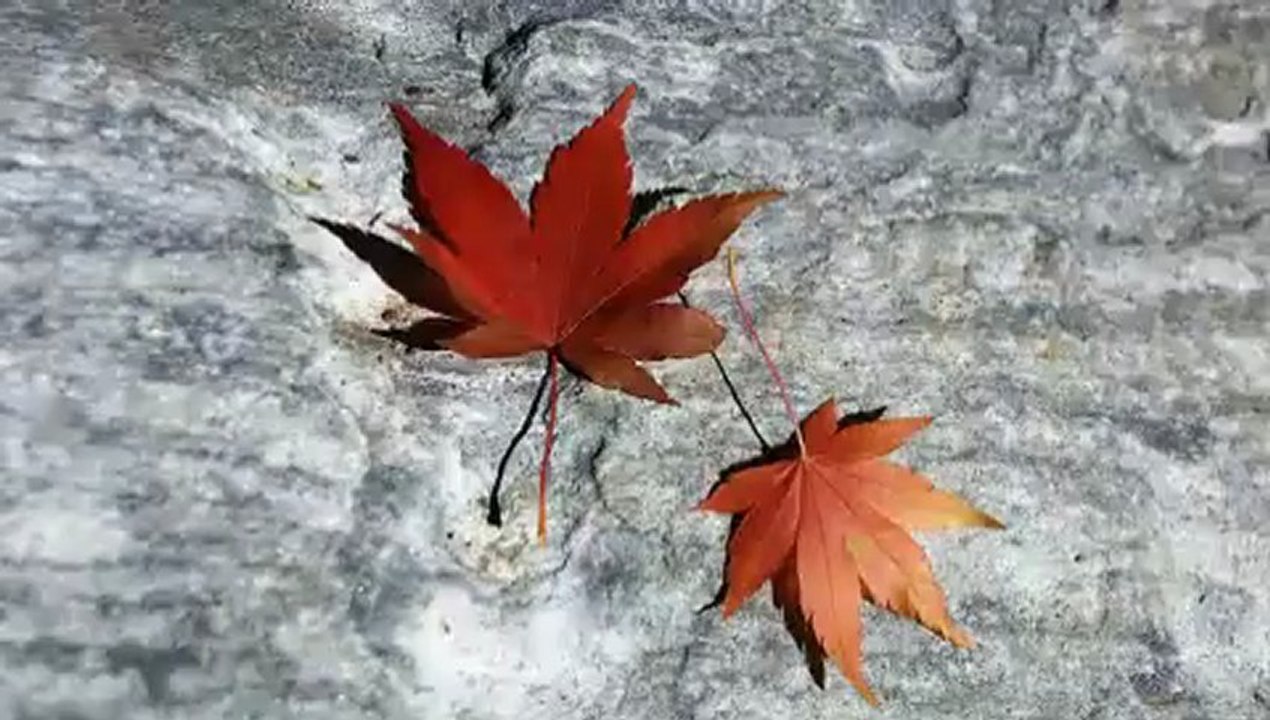 nelius van der merwe 1