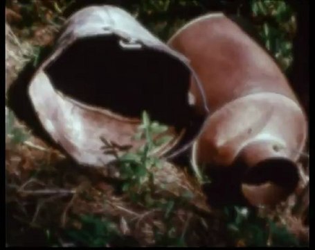 Jonas Mekas : Reminiscences of a journey to Lithuania