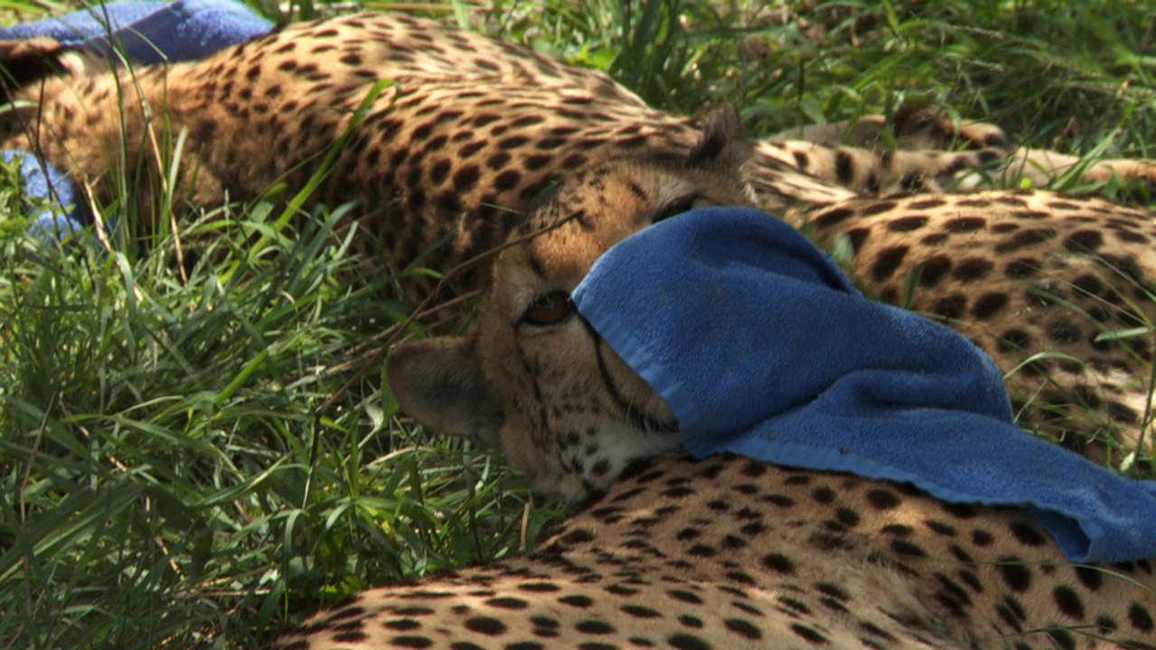 New Home for Cheetahs | Camp Cheetah Ep 02