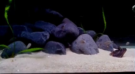 Tropheus Nkonde Bright Yellow.