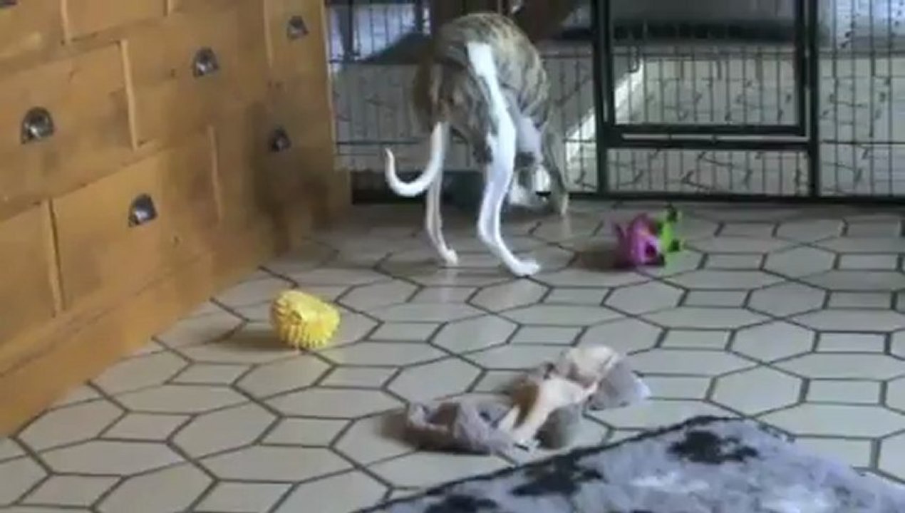 Houbi rechigne devant sa gamelle