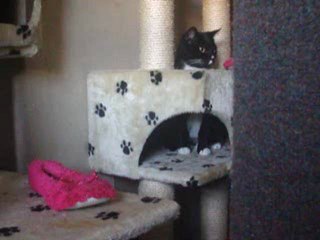 Friends cat Snooks in Cat room