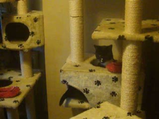 Snooks and Midnight