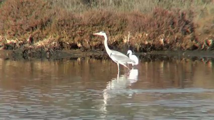 LPO Grande Dracenie Film 01