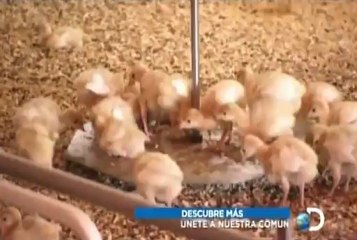 Descubre Cómo Funciona Todo con Pavo 🦃