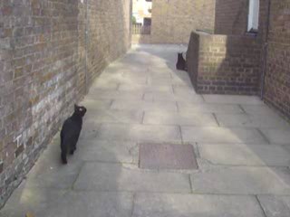 Alleyway 19th Nov 2012