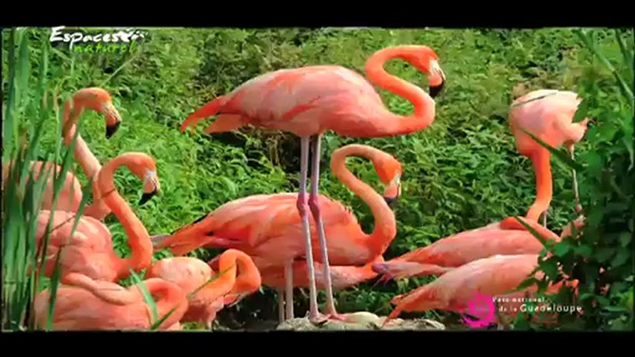 Parc national Guadeloupe - Présentation du parc national - Espaces naturels