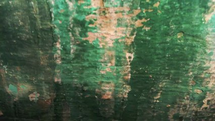 animal verd x  lab nu2'S dec 2012 à l animal a l esquena