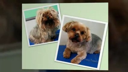 Dog Grooming and Dog Teeth Cleaning