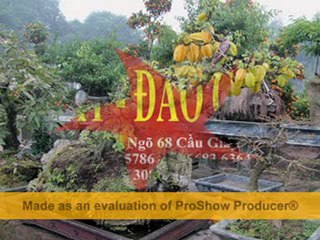 cho thuê  quất đào tết - phuong nam media