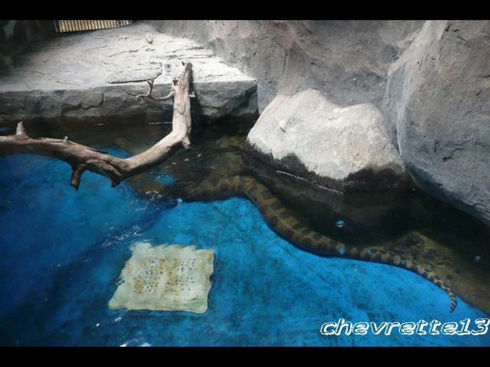 aquarium langkawi_0001