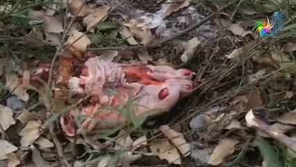 Restos de Jenni Rivera (No Apto para Todo Público)