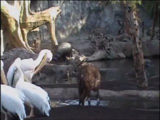 Selvas africanas: el bosque ribereño