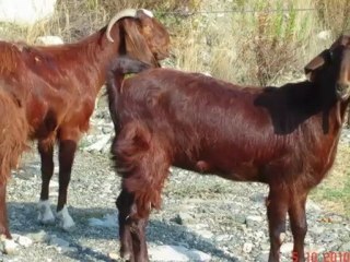 torunoglu halep keci ciftligi