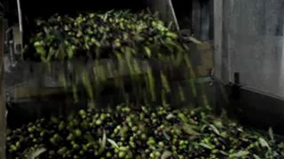 Olio Extra Vergine 2013 prodotto e confezionato in frantoio