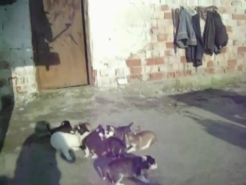 kopekilani.com sibirya yavrusu