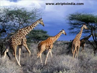 Wildlife Tours India