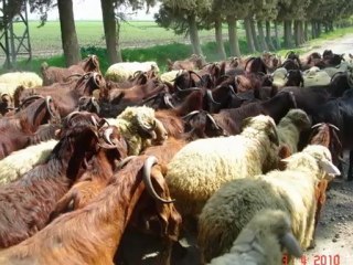 bit,pire,kene,tarla faresi,hamam böcegi, ilac cesitlerimiz firmamızda mevttur
