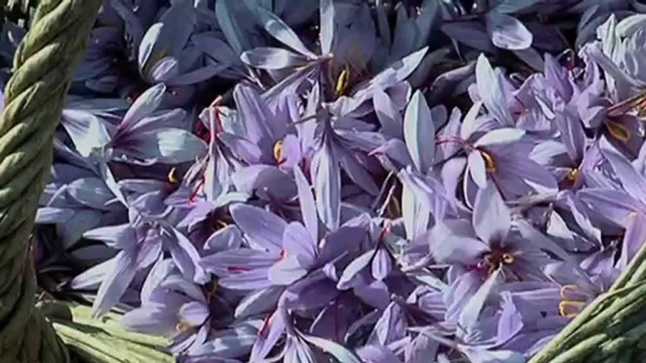 DECOUVERTE DU SAFRAN Bande annonce