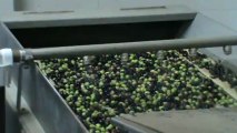 Fase lavaggio olive in frantoio produzione olio extra vergine