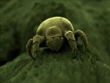 How to Get Rid of Dust Mites