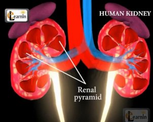 Kidney - Excretory System - Biology