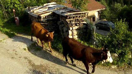 LES VACHES DE HAUTE SAVOIE