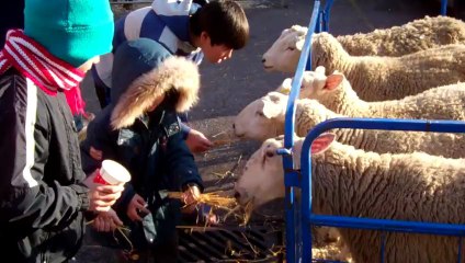 Fun feeding sheep at a Christmas Party held by World Vision Gifts