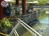 Fishing Crocodile - Fail 2012