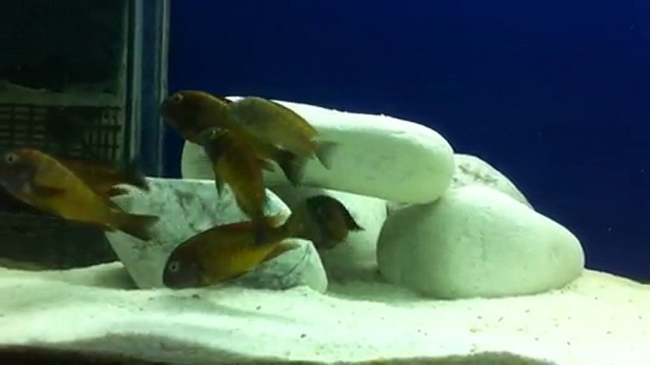 tropheus ilangi