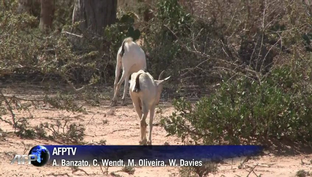 Deserto em 20 anos
